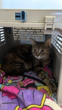 Mozzarella (Ella) - Photo 3
