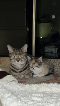 Mozzarella (Ella) - Photo 4