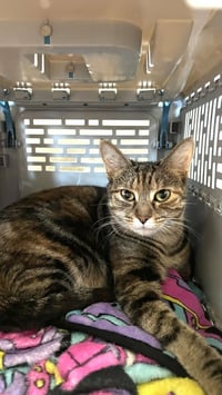 Mozzarella (Ella) - Photo 2
