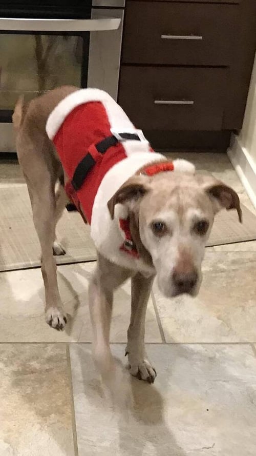 RANDY - Labrador Retriever / Terrier available for adoption