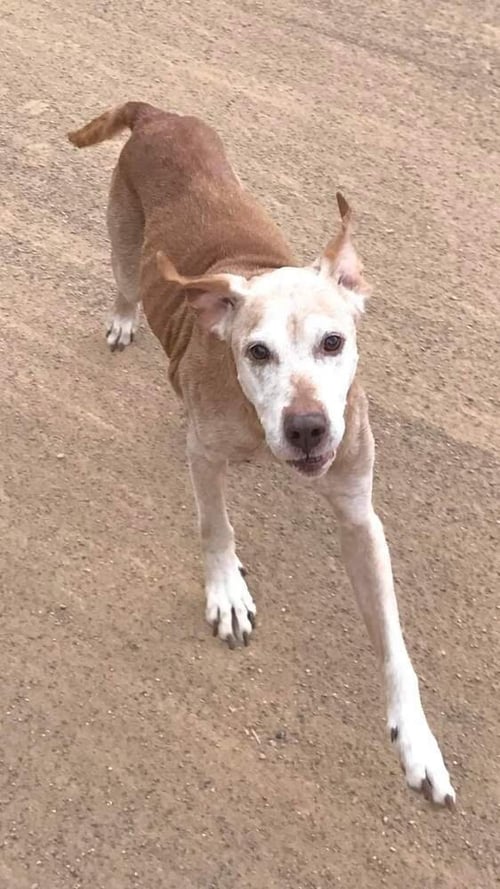 RANDY - Labrador Retriever / Terrier available for adoption