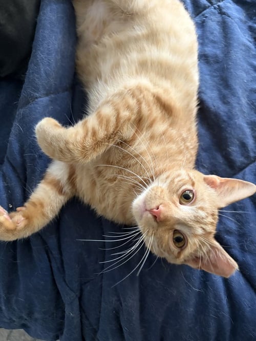 WAFFLES - Domestic Short Hair available for adoption