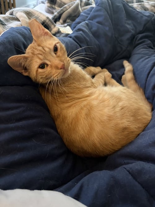 WAFFLES - Domestic Short Hair available for adoption