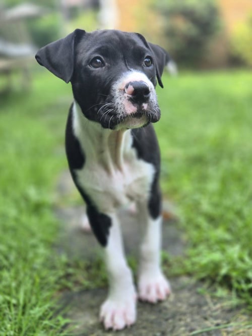 BUZZ - Labrador Retriever available for adoption