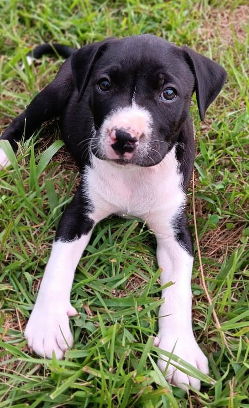 BUZZ - Labrador Retriever available for adoption