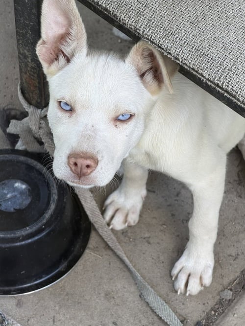 HUGO - Husky / Terrier available for adoption