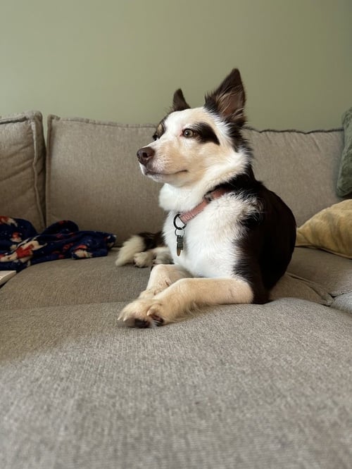 MAPLE - Australian Shepherd available for adoption