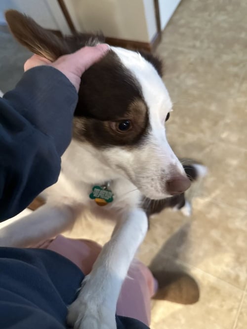 MAPLE - Australian Shepherd available for adoption