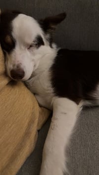 Maple - Photo 4