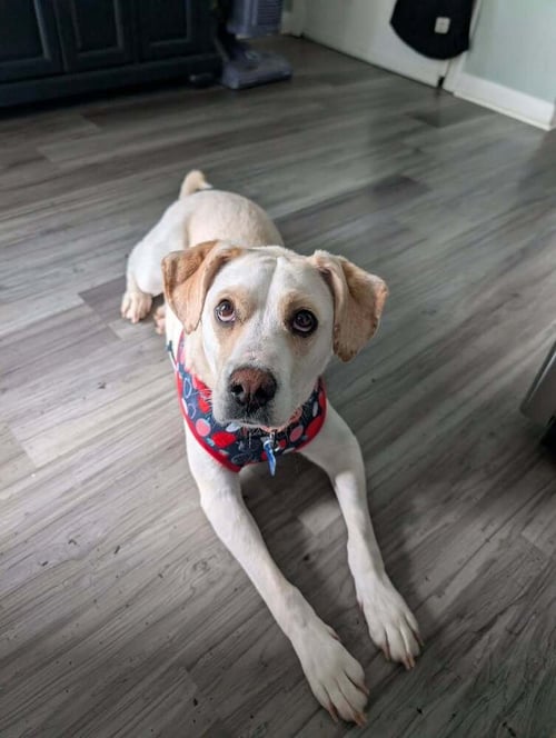 FANCY - Labrador Retriever available for adoption
