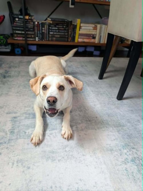 FANCY - Labrador Retriever available for adoption