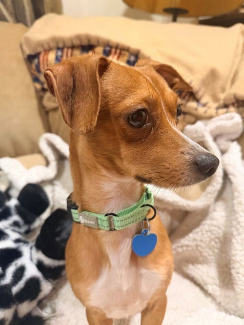 DJ - Chihuahua available for adoption