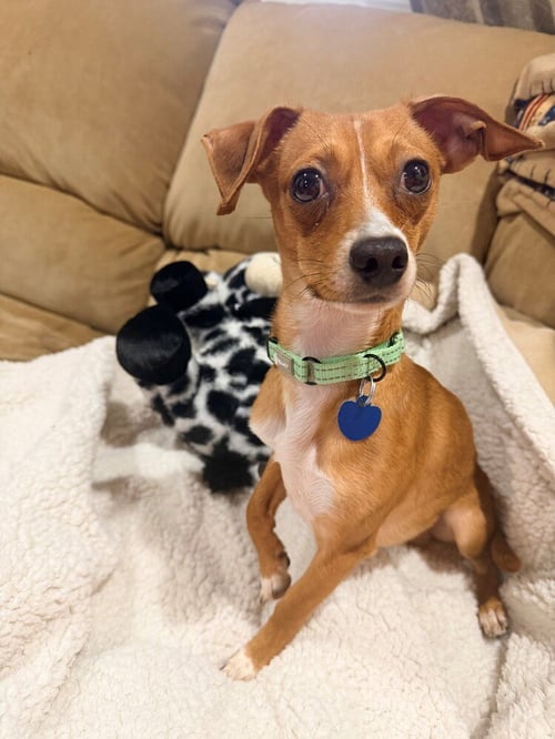 DJ - Chihuahua available for adoption