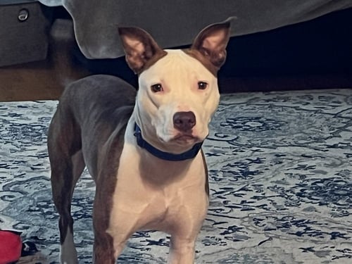 LAINEY - Terrier available for adoption