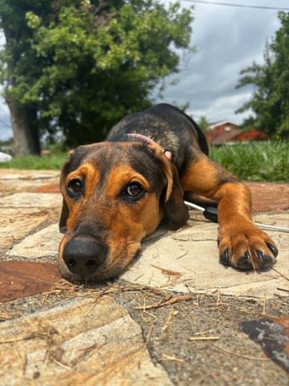 Brownie Image