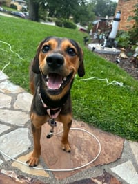 Brownie - Photo 3