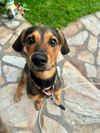 Brownie - Photo 2