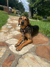 Brownie - Photo 4
