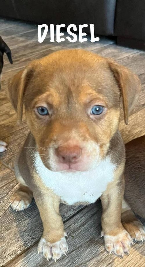 DIESEL - Shepherd / Hound available for adoption