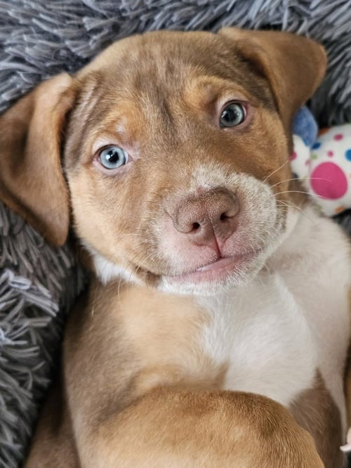 DIESEL - Shepherd / Hound available for adoption