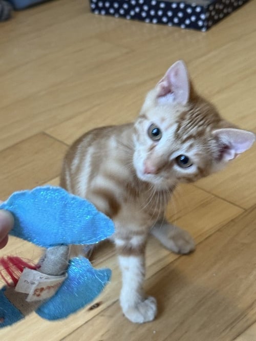 COPPER - Domestic Short Hair available for adoption