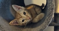 Copper - Photo 1