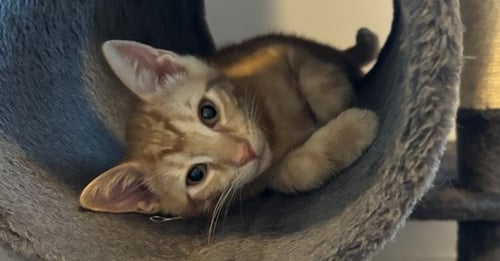 COPPER - Domestic Short Hair available for adoption