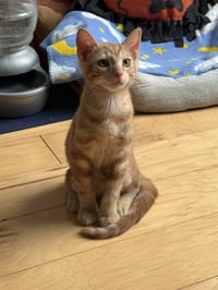 Copper - Photo 3