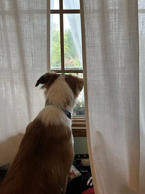 CHIGGER - Collie available for adoption