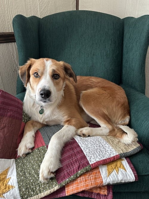 CHIGGER - Collie available for adoption