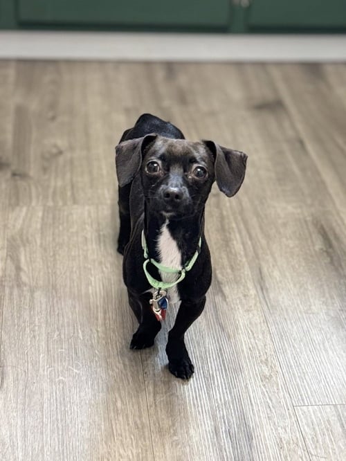 SCRAPPY - Chihuahua available for adoption