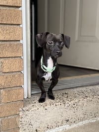 Scrappy - Photo 3
