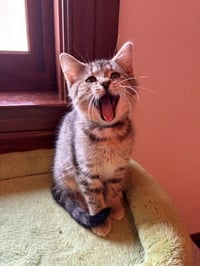 Sassy - Photo 2