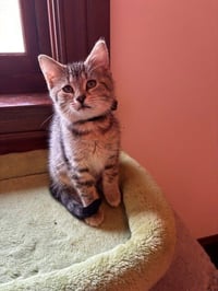 Sassy - Photo 3