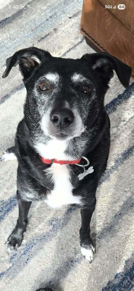 BETTY BOOP (BONDED WITH LUCKY) - Labrador Retriever available for adoption