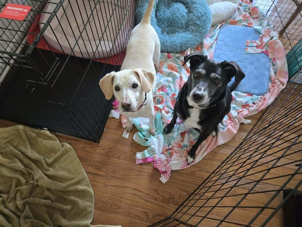 BETTY BOOP (BONDED WITH LUCKY) - Labrador Retriever available for adoption