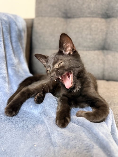 WRECKER - Domestic Short Hair available for adoption