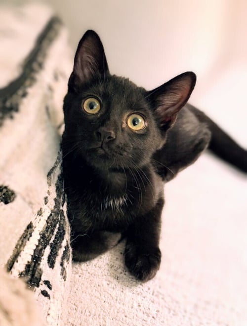 WRECKER - Domestic Short Hair available for adoption