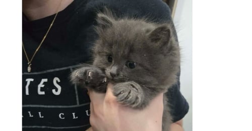 GRACE - Domestic Long Hair available for adoption