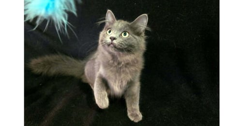 GRACE - Domestic Long Hair available for adoption