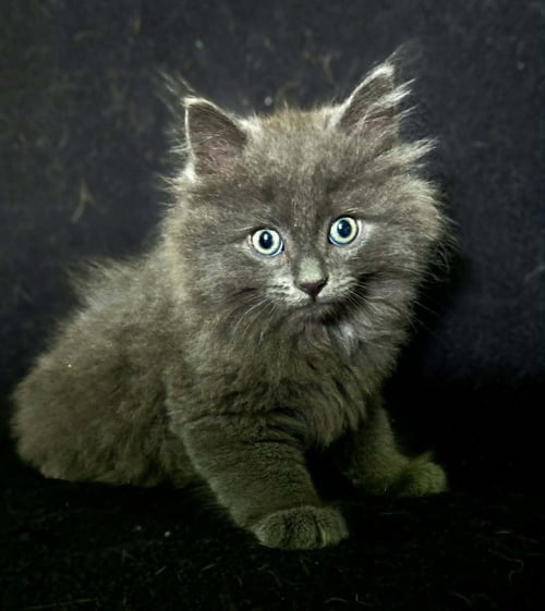 GRACE - Domestic Long Hair available for adoption