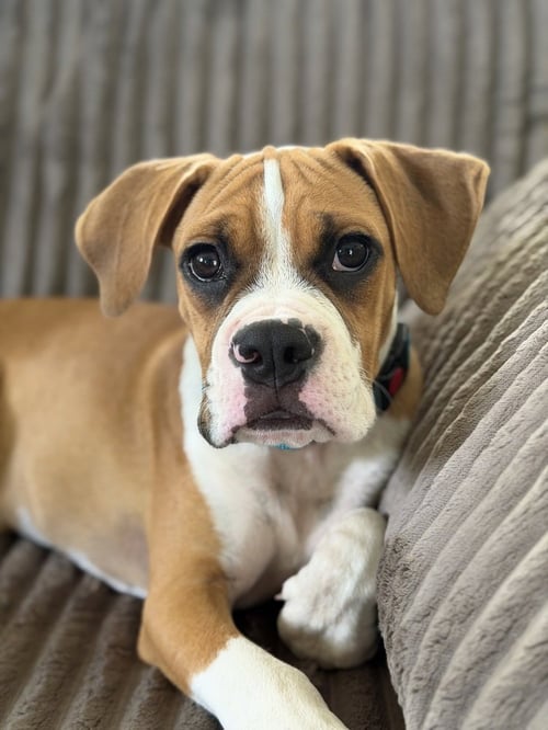 KIA - Boxer / Pug available for adoption