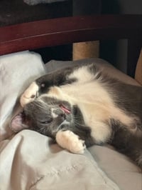 Felix - Photo 4