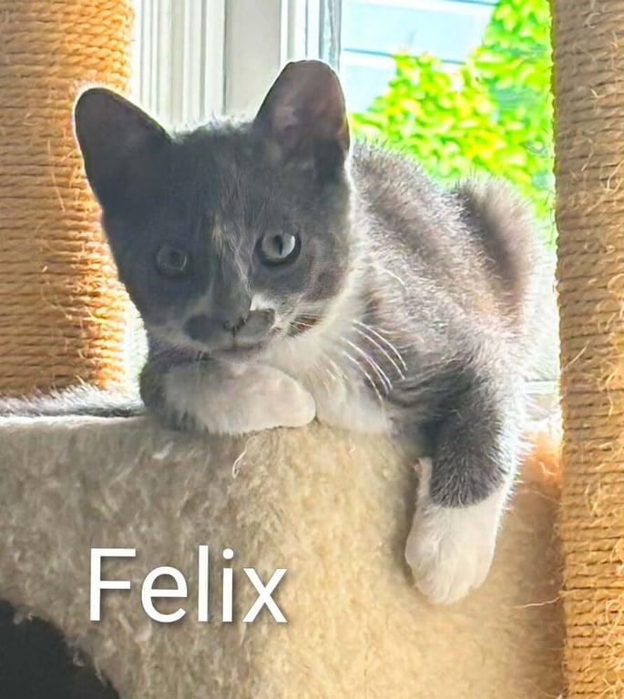 Felix Image