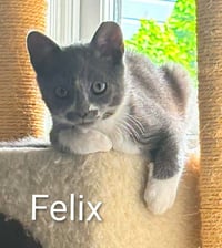 Felix - Photo 1