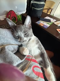 Felix - Photo 3