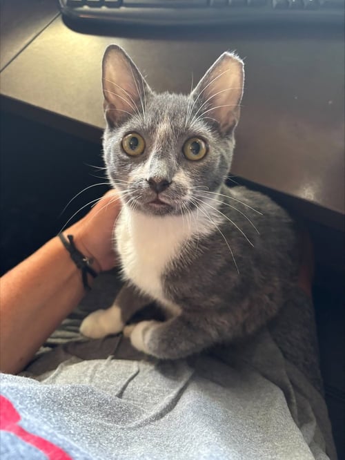 FELIX - Domestic Short Hair available for adoption