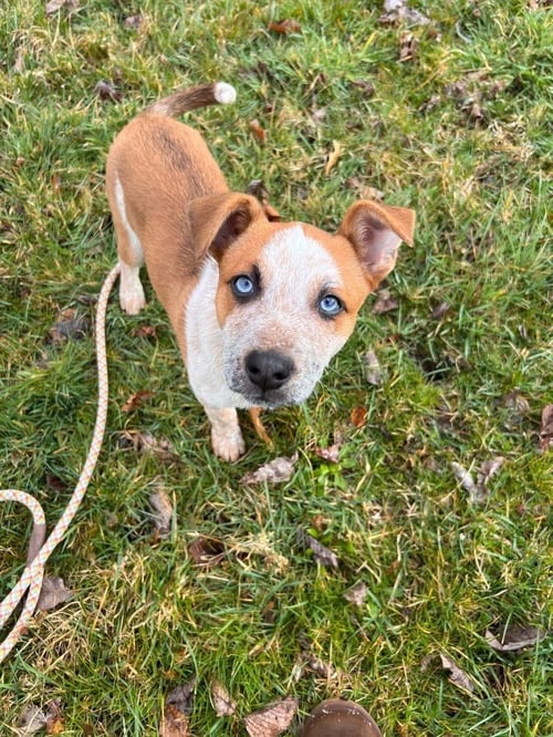 PATRIOT - Australian Cattle Dog/Blue Heeler / Terrier for adoption in Pittsburgh