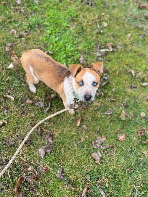 PATRIOT - Australian Cattle Dog/Blue Heeler / Terrier available for adoption