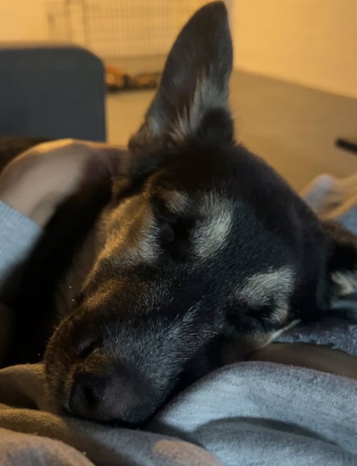 SCRUFF - German Shepherd Dog / Terrier available for adoption